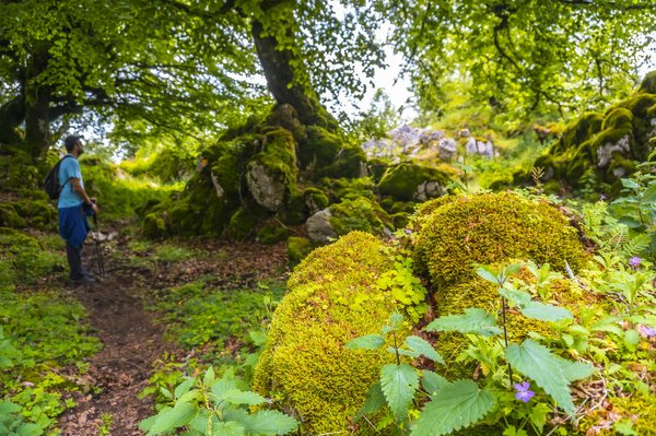 Camping à rawdon : à la découverte d'une faune et une flore riches et diversifiées