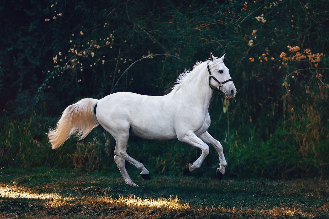 Quel est l’animal qui voit le plus loin ?